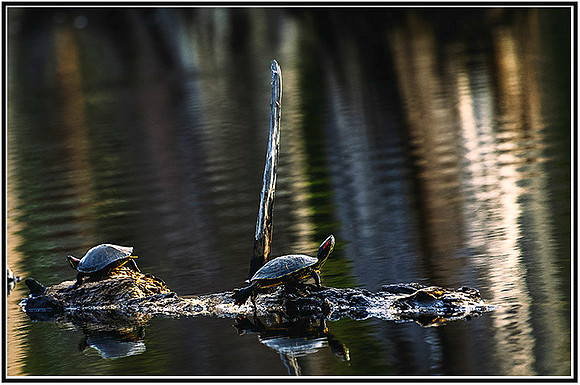 Pond critters-085 MK