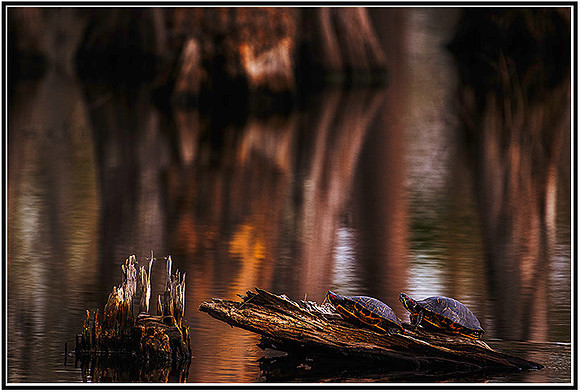 Pond critters-092 MK