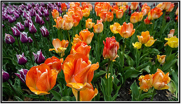 Tulips-0165 MK