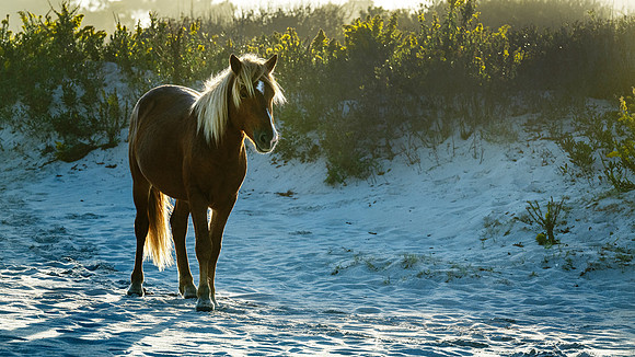 Assateague Horses (1965)