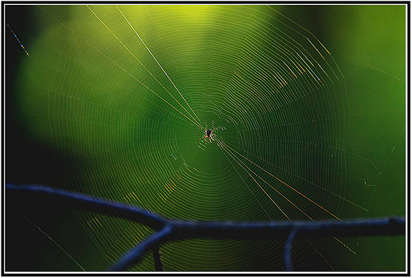 Spider-066 MK