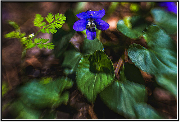 Spring-171 MK
