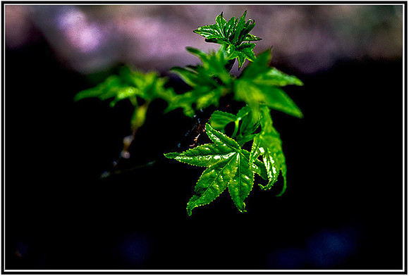 Spring-260 MK