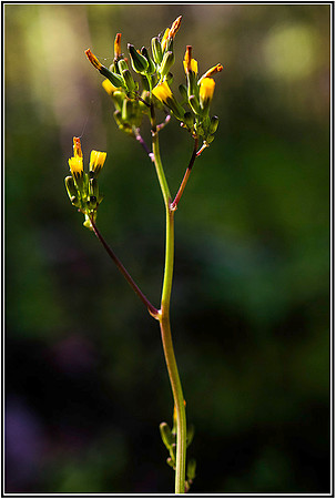 Spring-312 MK