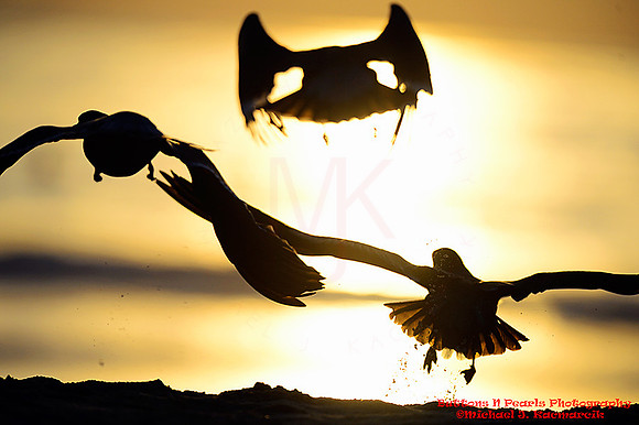 Gulls001