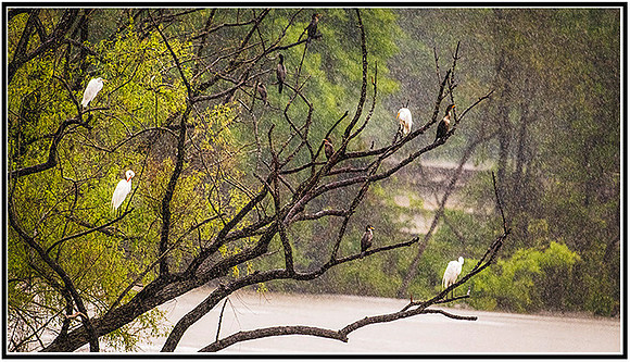 Birds-560 MK