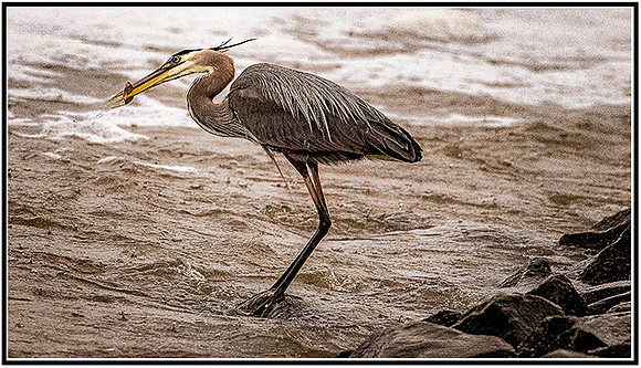 Birds-018 MK