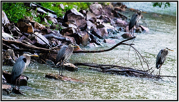 Birds-312 MK