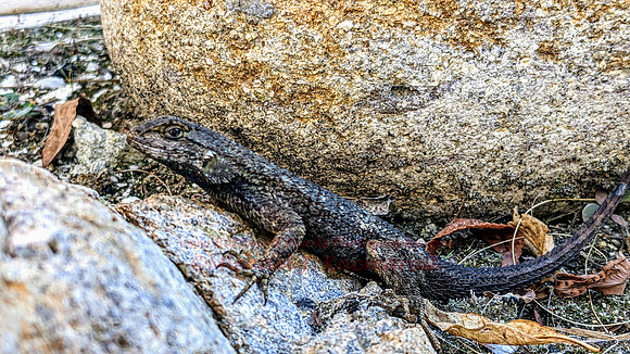 Lizzard-001
