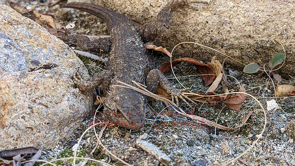 Lizzard-002