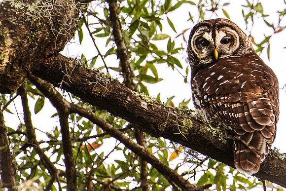 Owl-042
