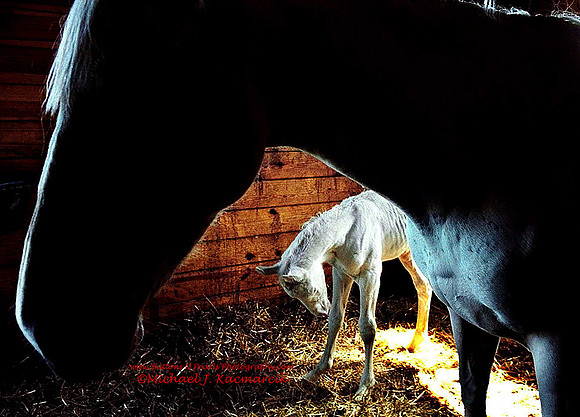 Rare White Horse