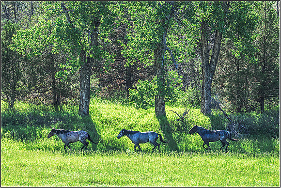 Horses-2142 MK