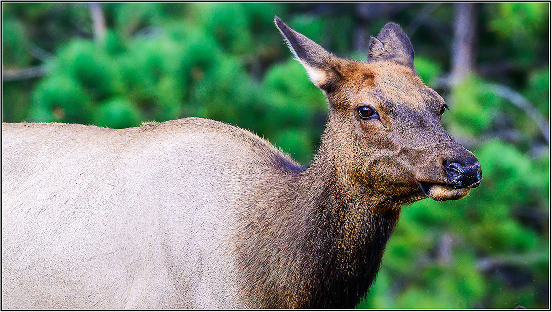 ELK-0114 MK