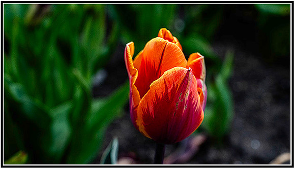 Tulips-0138 MK