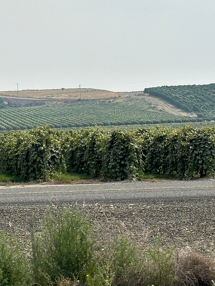 IMG_1956
