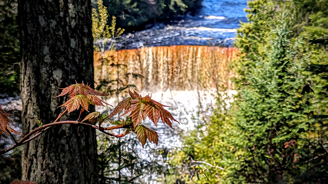 Leaves and falls