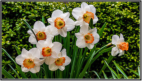 Tulips-0242 MK