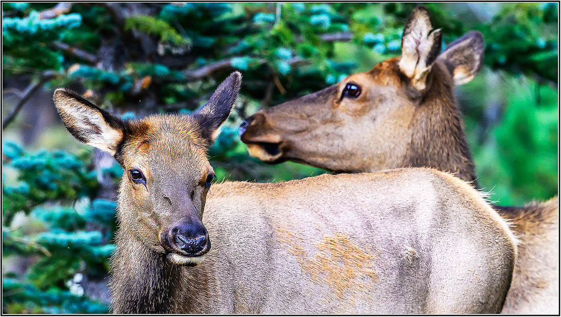 ELK-0168 MK