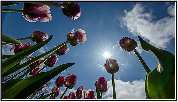 Tulips-0382 MK