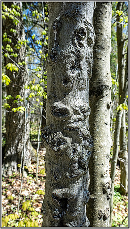 Big falls-0072 MK