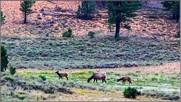 Bryce-1005 copy