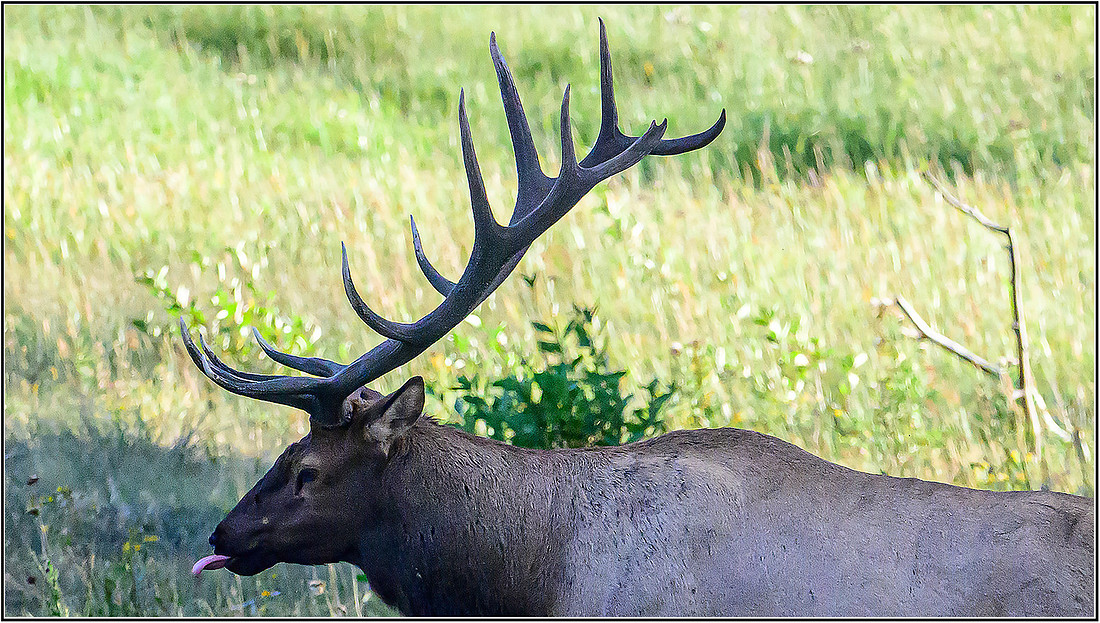 ELK-1204 copy