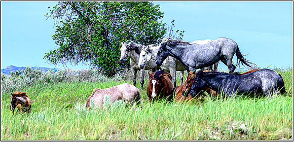 Horses-0173 MK