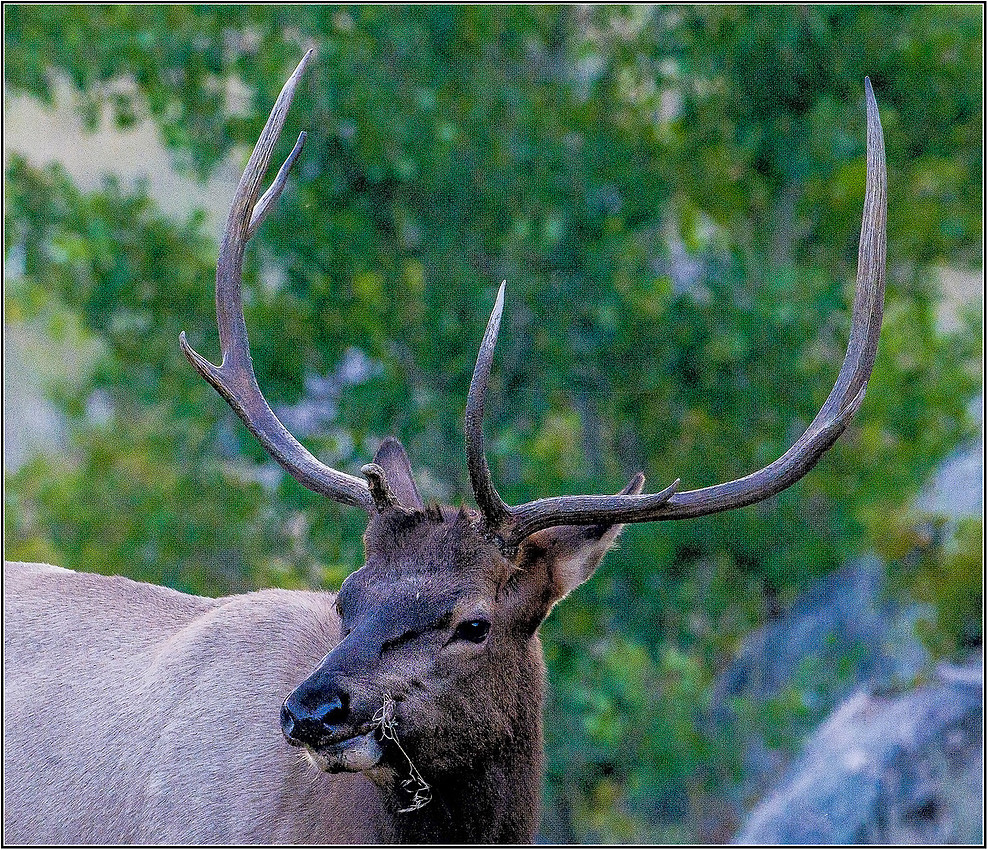 RockyMt-1704 MK