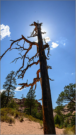Zion-0460 MK