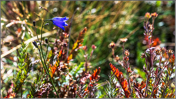 RockyMt-1020 MK
