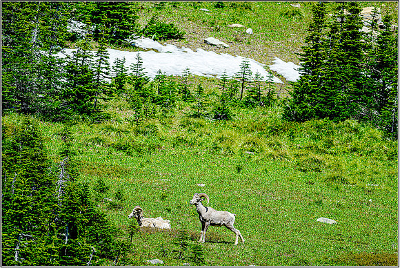Glacier-0953 MK