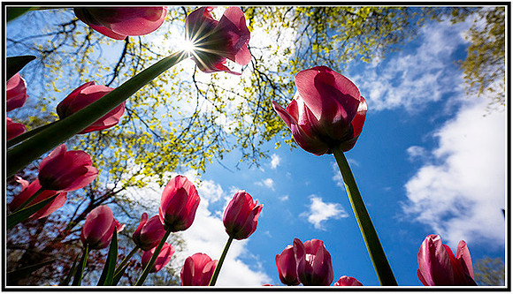 Tulips-0334 MK