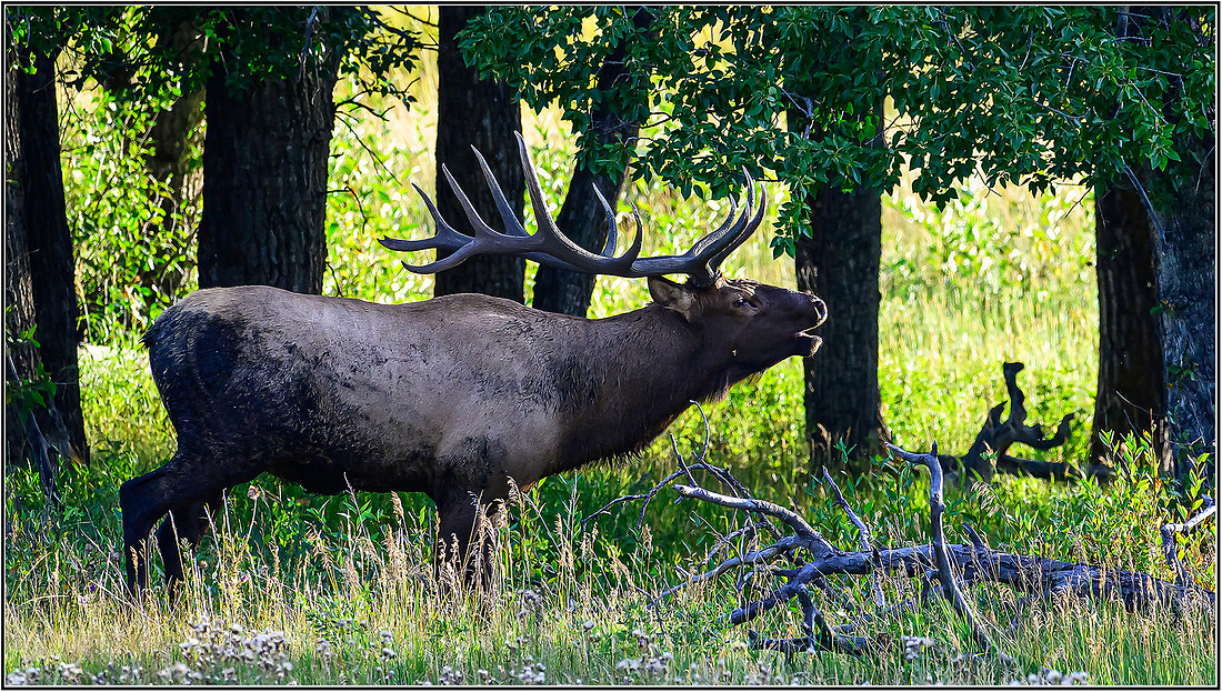 ELK-1692 MK