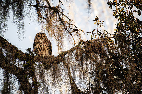 owl-1-2