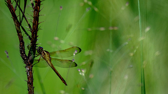 Dragon Fly (535)