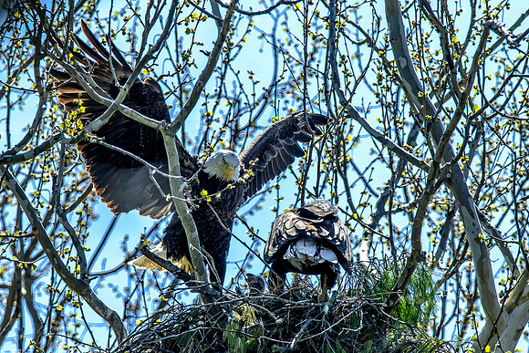 Eagles-1
