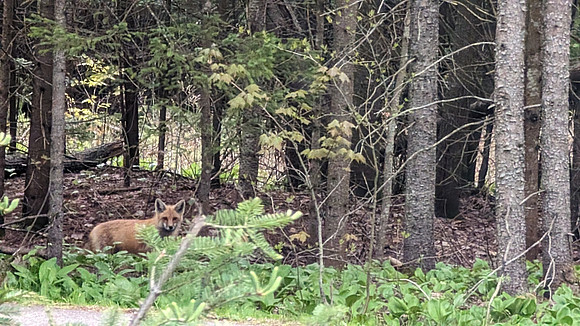 Fox