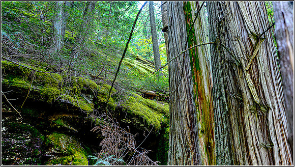 Ceder_hike-0082 MK